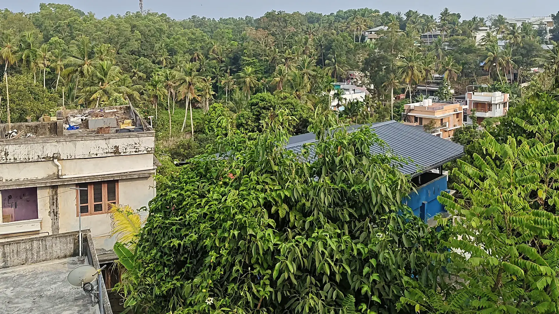 Coconut palms and treetops seen from the terrace at Gowreesam Homestay in Vazhottukonam, Thiruvananthapuram
