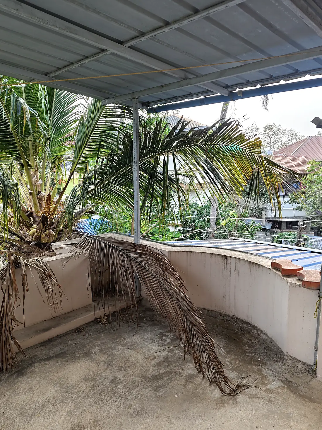 Covered terrace with a coconut palm growing beside it